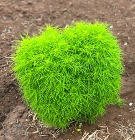 한국의 떡 종류 댑싸리떡