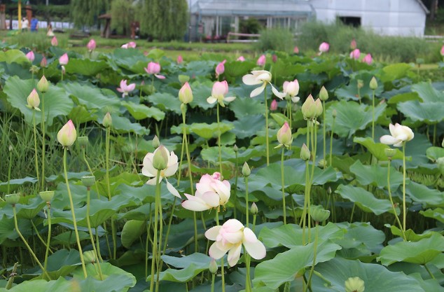 연꽃테마파크