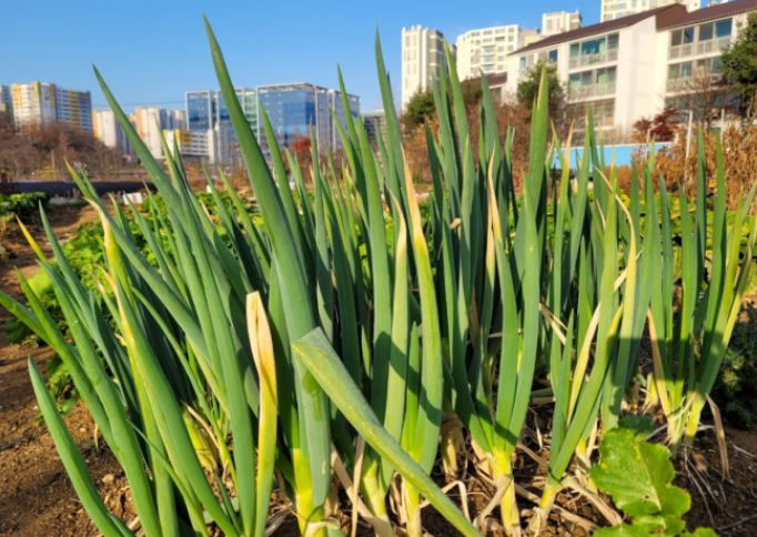 주말농장 대파 키우기 이미지