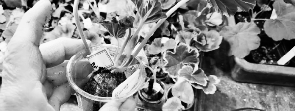 제라늄 삽목 3일 차: 지피에 심기