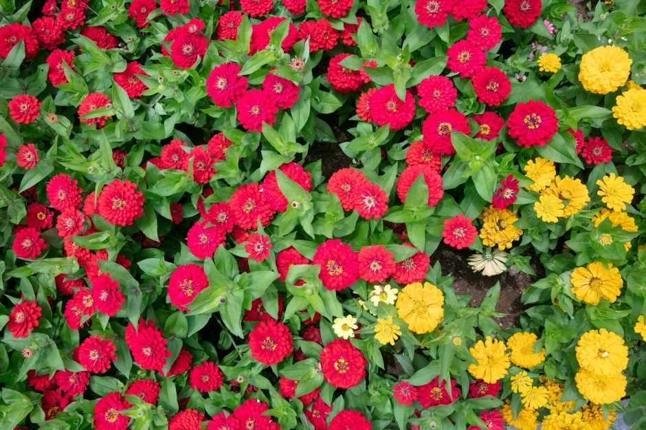 천사섬 분재공원