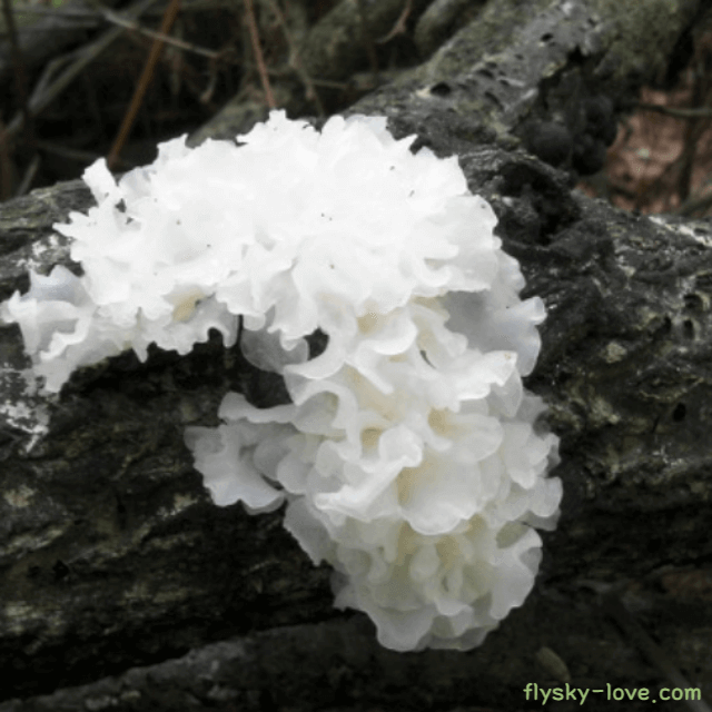 흰목이버섯, 은이버섯