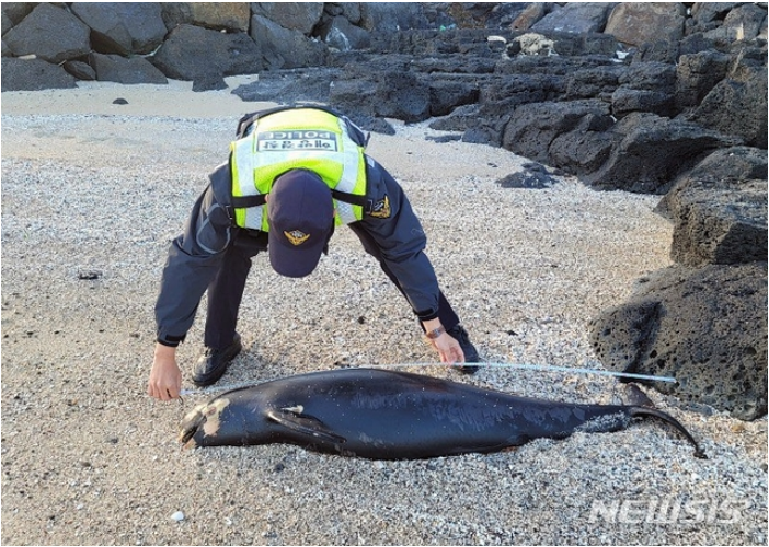 상괭이, 아시나요? 지금 이 순간도 사라지고 있는 바다의 고래