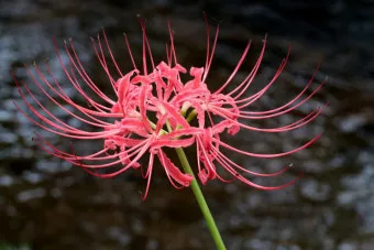 꽃무릇과 상사화 차이 요약 정리를 한눈에_18