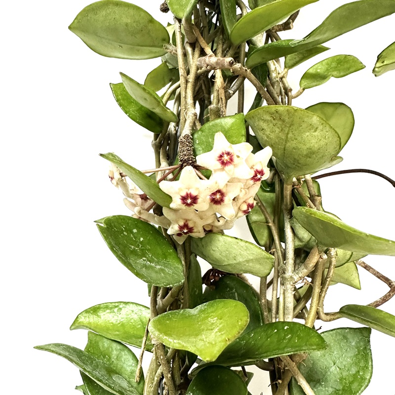 호야 키우기 수경재배 꽃피우기 물주기 꽃말