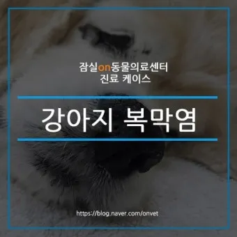 강아지 복막염 원인과 치료 방법_3