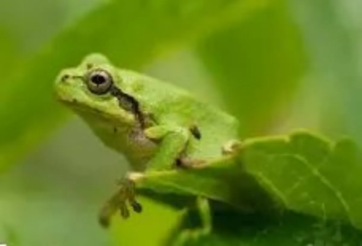 개구리 이미지