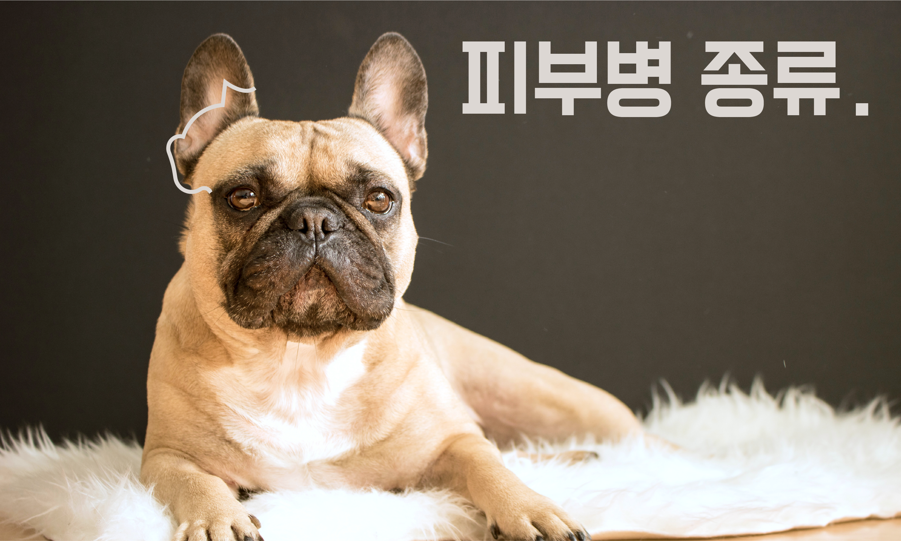 강아지-피부병
