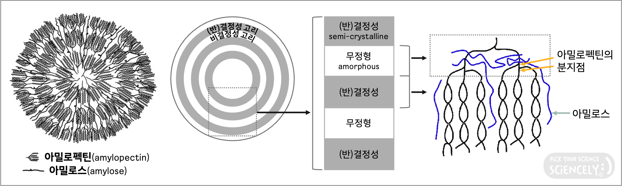 전분 과립 입자 구조, 아밀로펙틴, 아밀로스, 결정서 반결정성 구조, 비결정성 무정형 영역, 분지점, 이중나선, 나선, 가지
doi: 10.3390/polym12030641
DOI:10.1016/B978-0-12-746275-2.00006-9
doi: 10.3390/polym14214578