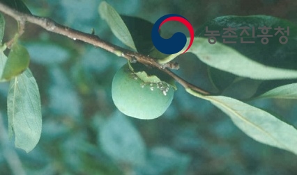감나무 약치는 시기 대봉 감나무 병충해 방제 방법