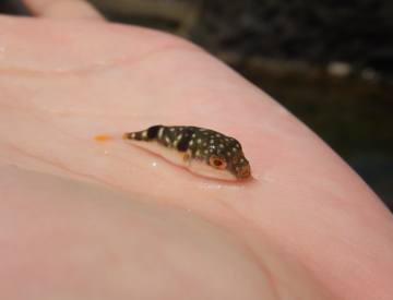 세계에서 가장 위험한 해양 생물 TOP 10 – 청산가리보다 강한 독을 가진 생물들