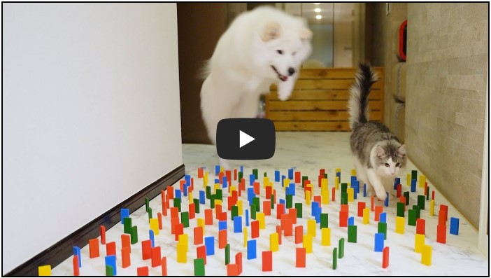 반려동물 유튜버 TOP 10 5