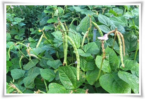 텃밭 "5월, 동부콩 심으세요!" 텃밭의 숨은 보석 알고보면 매력 덩어리!