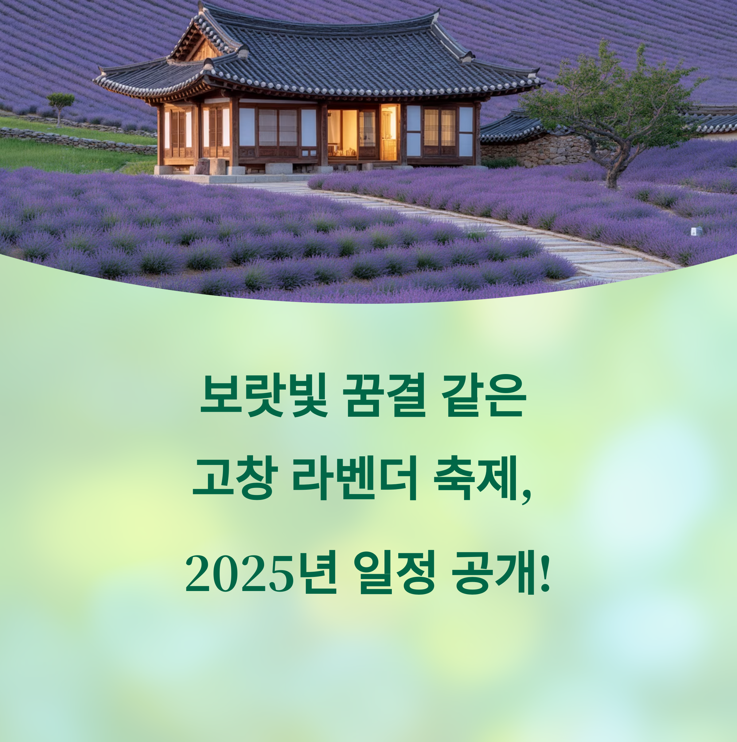 고창 라벤더 축제 일정·개화시기 총정리
