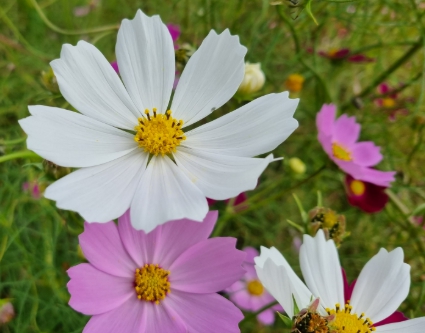 가을에 피는 꽃 종류 접시꽃-코스모스