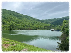 외나로도 편백숲