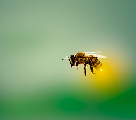 날아가고 있는 꿀벌 한 마리