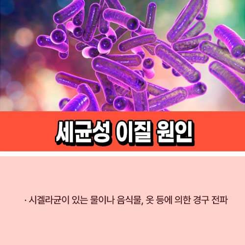 세균성_이질_원인