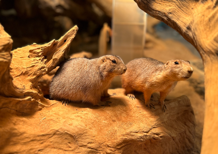 가평 신비동물원