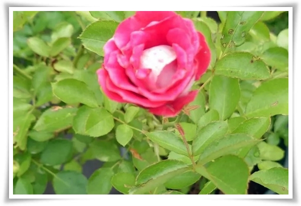 화초 &quot;월계화&quot; 봄부터 가을까지, 장미인 듯 장미 아닌 향기로운 꽃의 여왕!