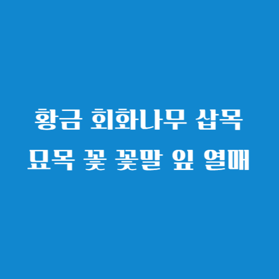 황금 회화나무 삽목 묘목 꽃 꽃말 잎 열매