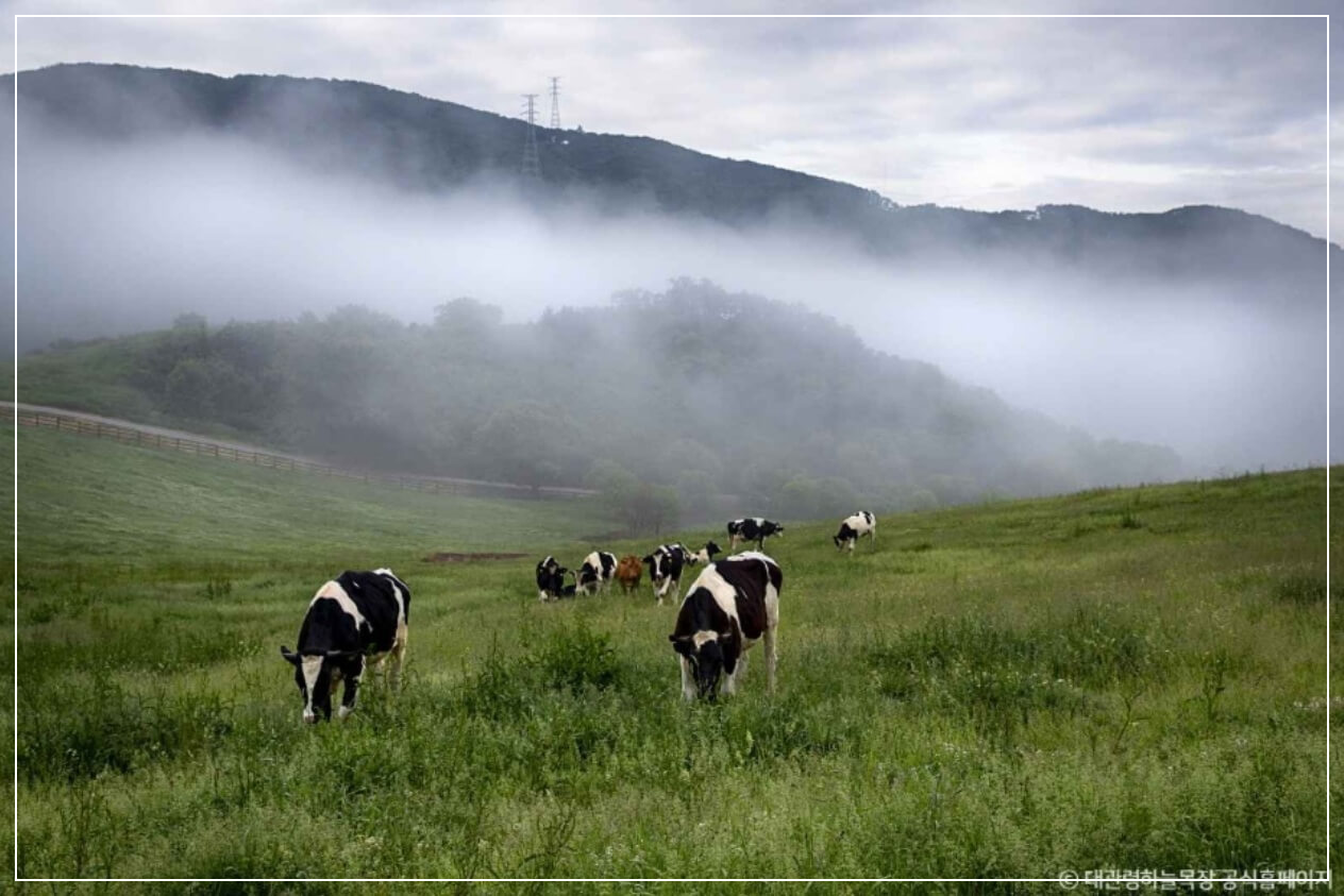 평창 가볼만한곳 베스트10 대관령 하늘목장