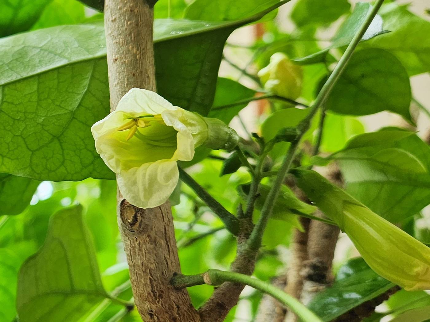녹보수(녹색보석나무)