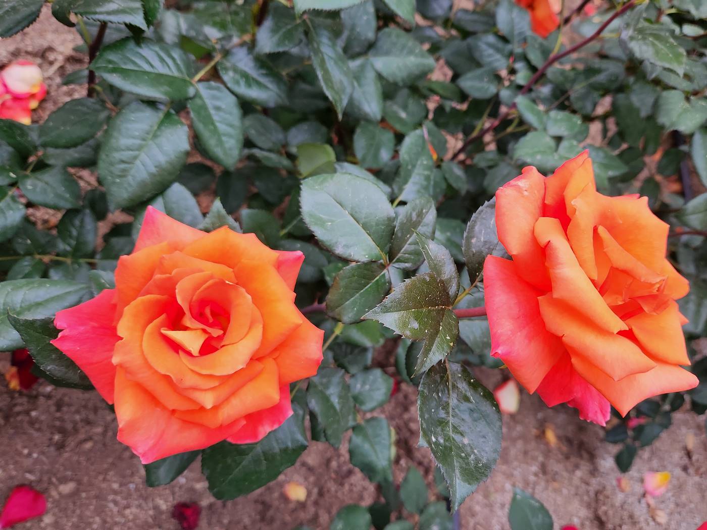 장미 루이스 드퓨네 Louis de Funes