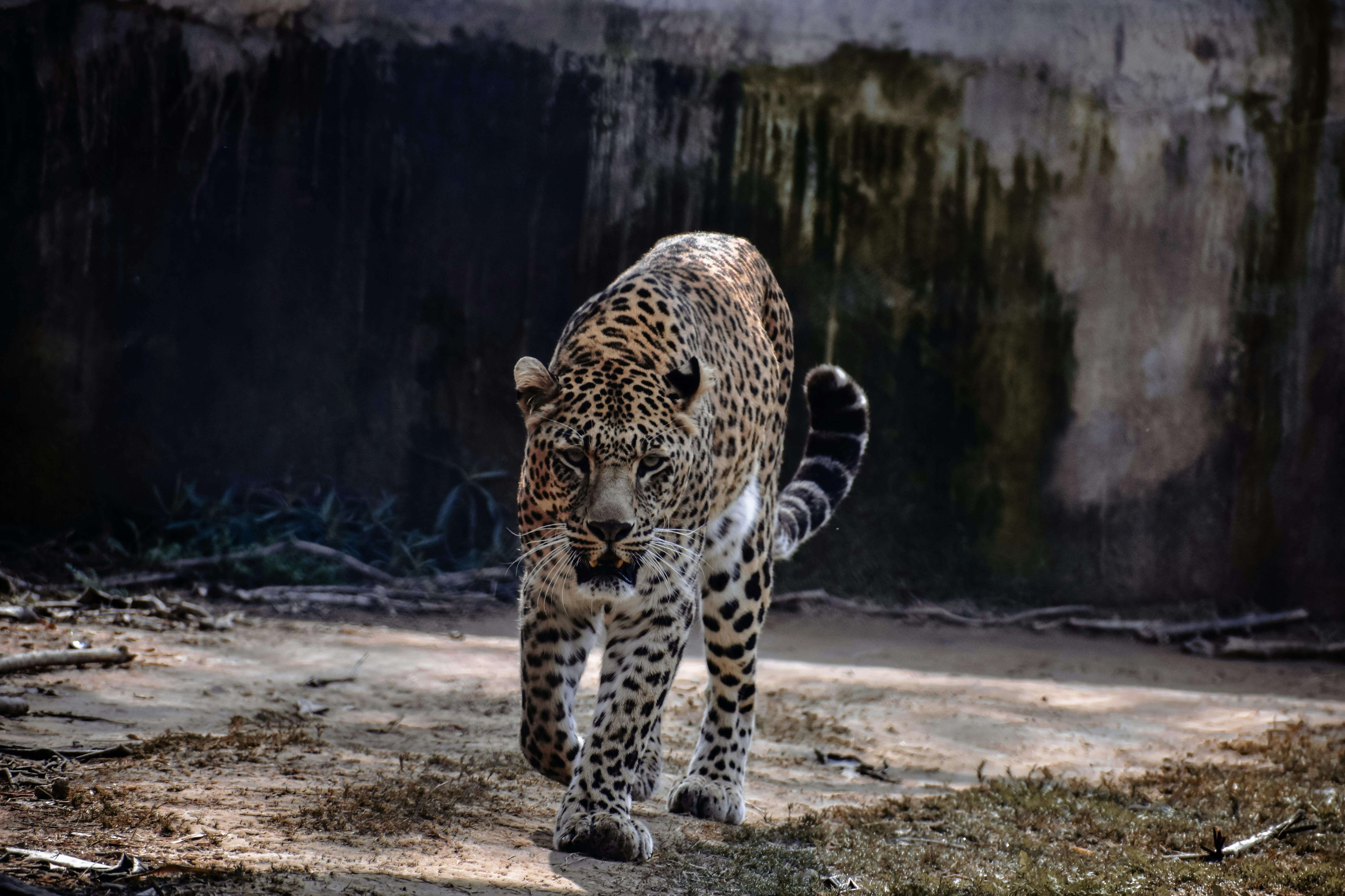 꿈해몽 : 표범 관련(쫓기는&amp;#44; 싸우는&amp;#44; 물리는&amp;#44; 새끼&amp;#44; 울부짖는&amp;#44; 안는 등)