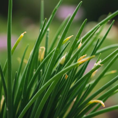 부추 요리 추천 재료