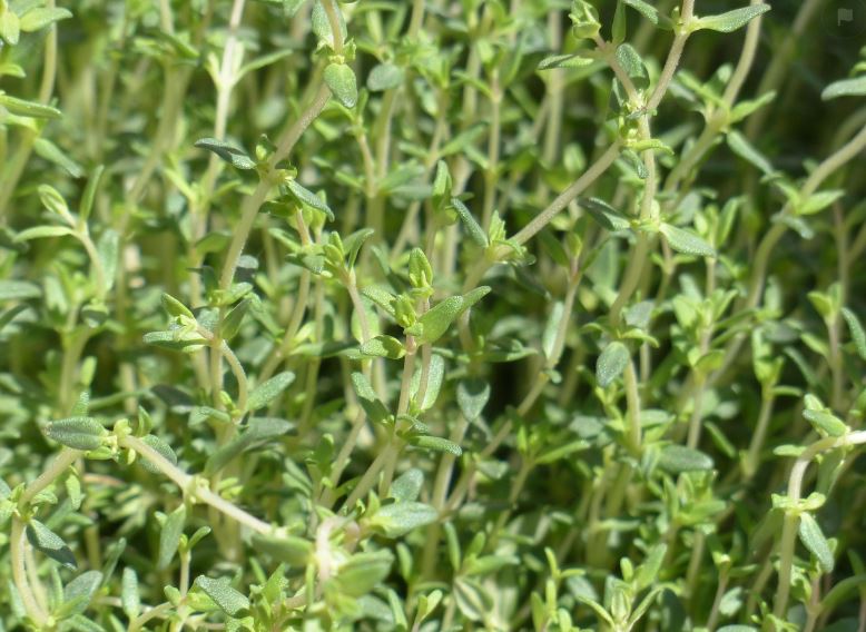 Thyme