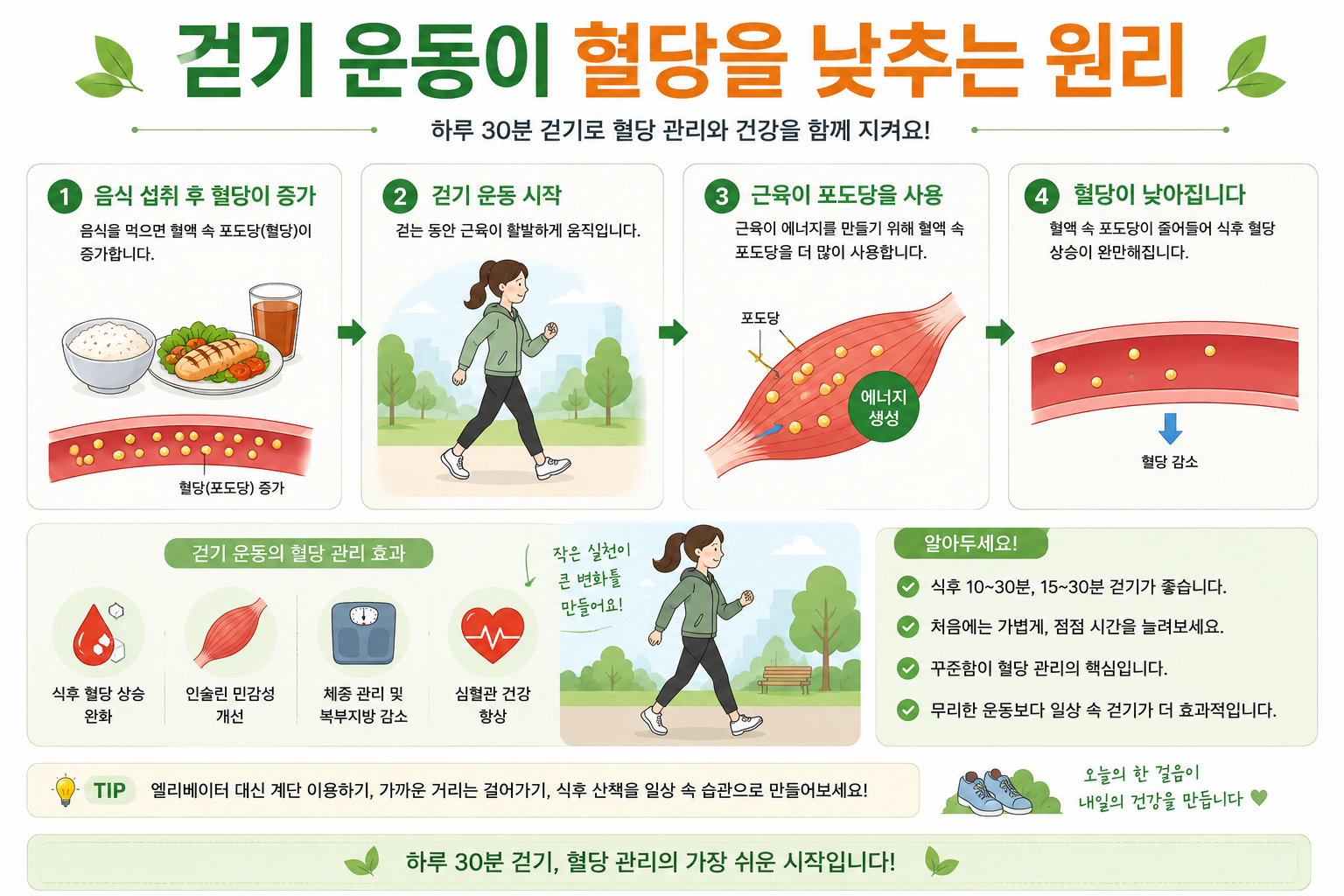 걷기와 근육의 포도당 이용을 설명한 개념 그림