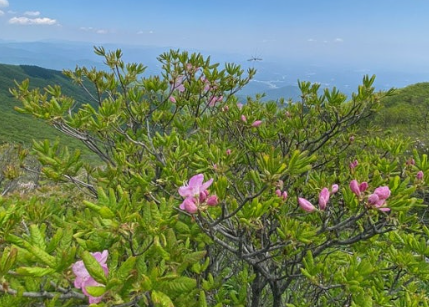 소백산 철쭉 개화시기