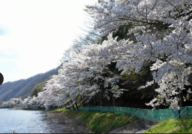 2026 벚꽃 개화시기 전국 지도 확인 및 서울 경주 진해 벚꽃 축제 명소 구경하기 좋은 곳 추천