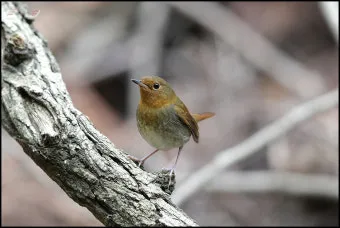 붉은가슴울새 영국 겨울 새 특징 매력 이미지_16