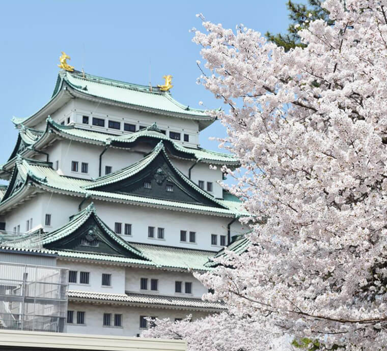 나고야 성의 벚꽃