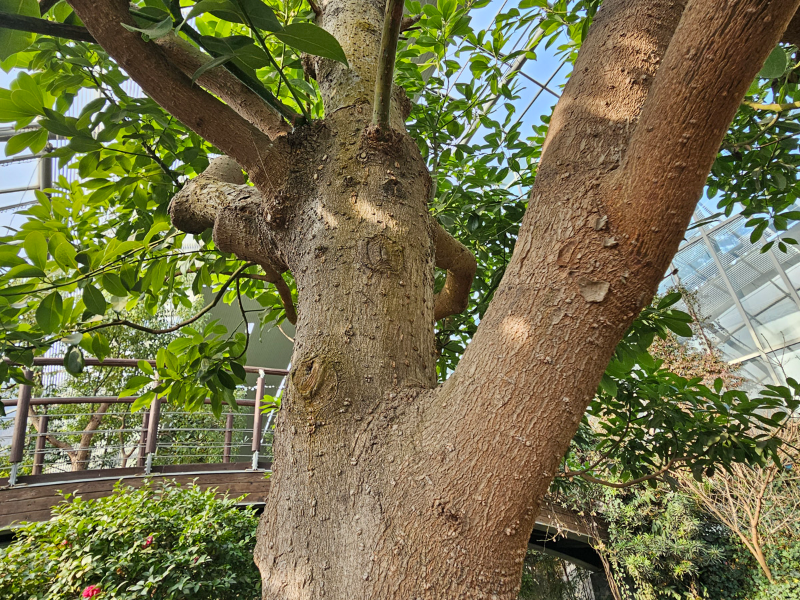 후박나무 줄기2