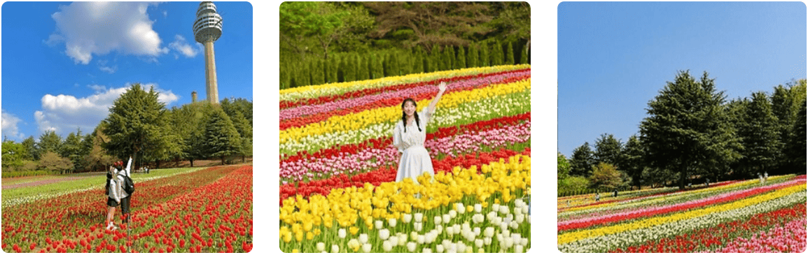 이월드 튤립축제