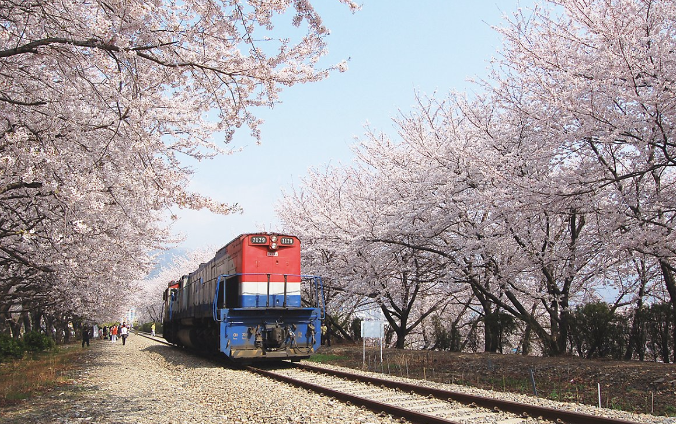 벚꽃 진해 경화역