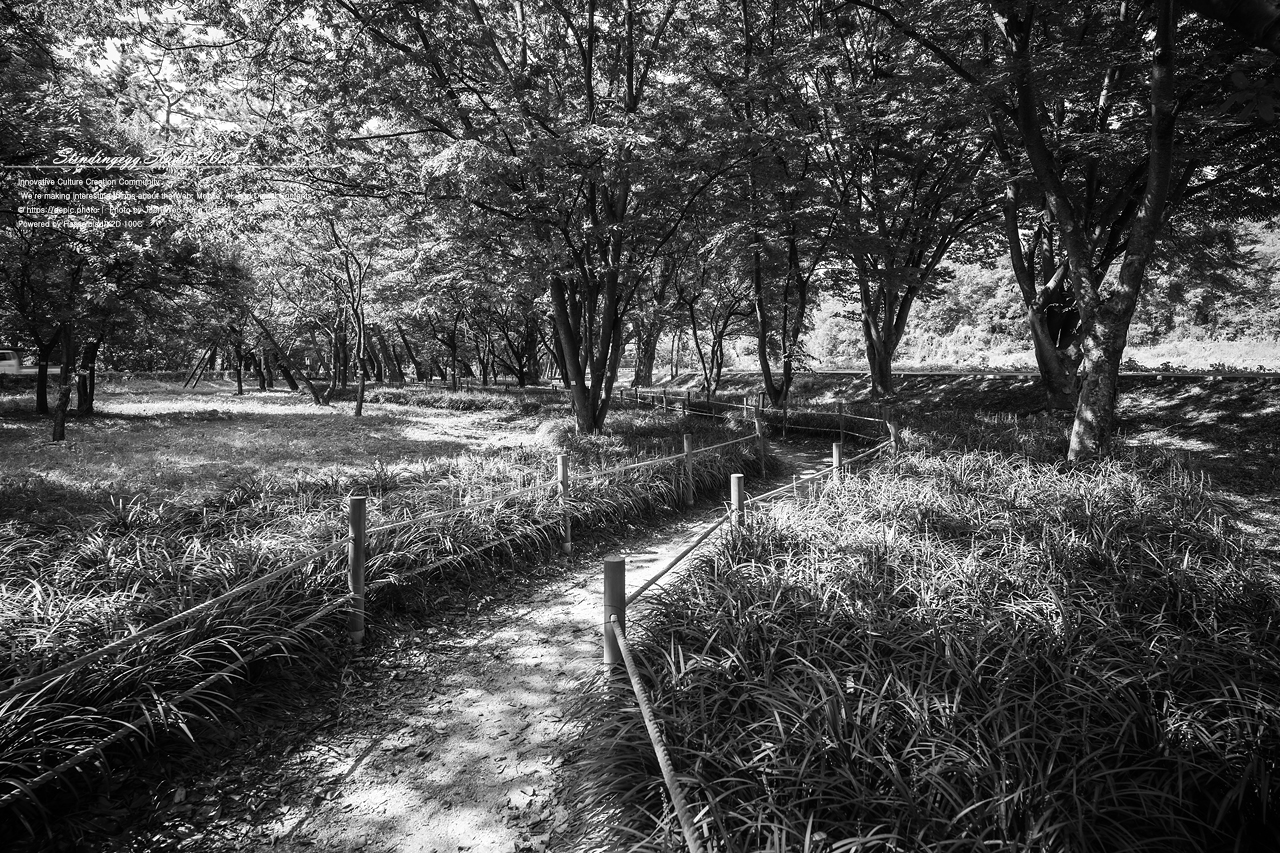 #영천 #숲 #맥문동 #오리장림