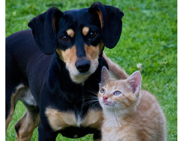 개와 고양이가 듣는 소리의 차이 &ndash; 사람의 목소리를 어떻게 들을까?