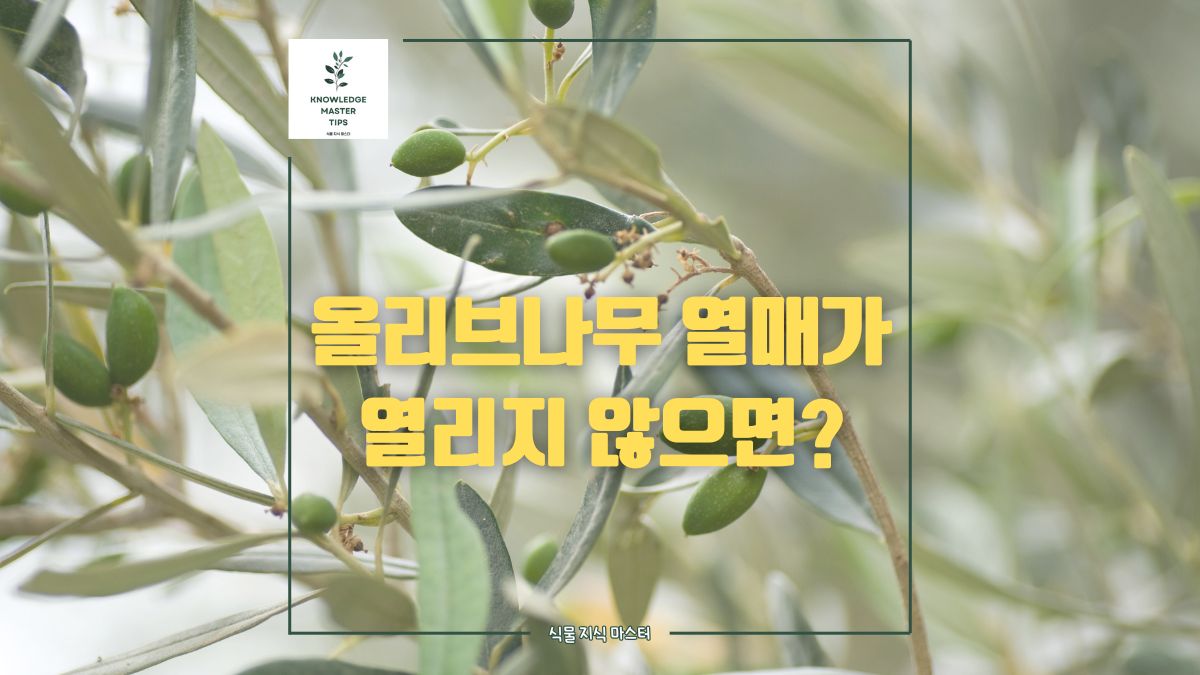 올리브나무 열매가 열리지 않는 이유와 해결 방법