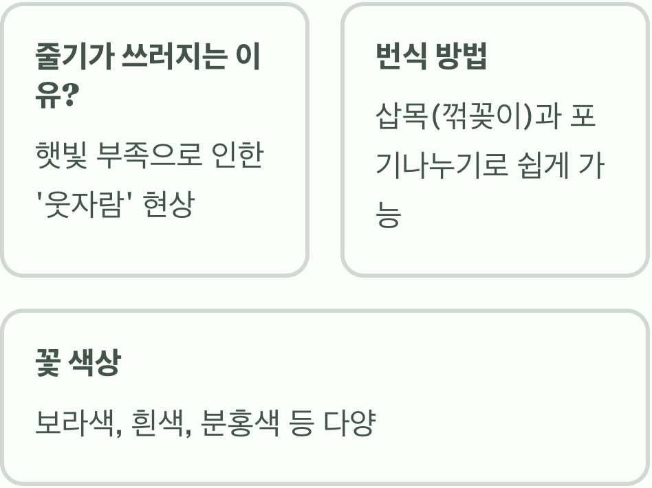 사계절 내내 꽃 보는 비법, 사계국화 키우기 A to Z