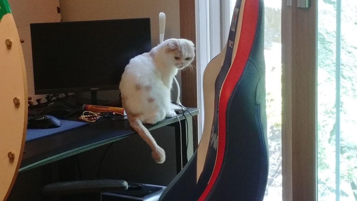 고양이