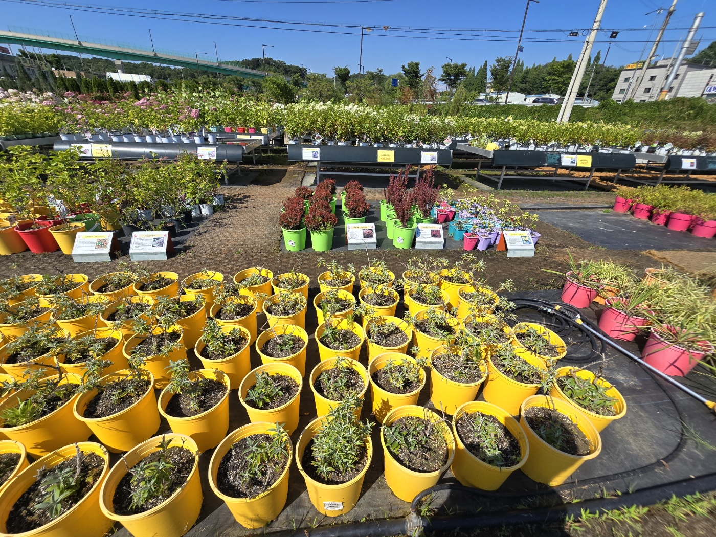 다양한나무들이 소품부터 중품대품까지 다양하게 볼 수 있어요.