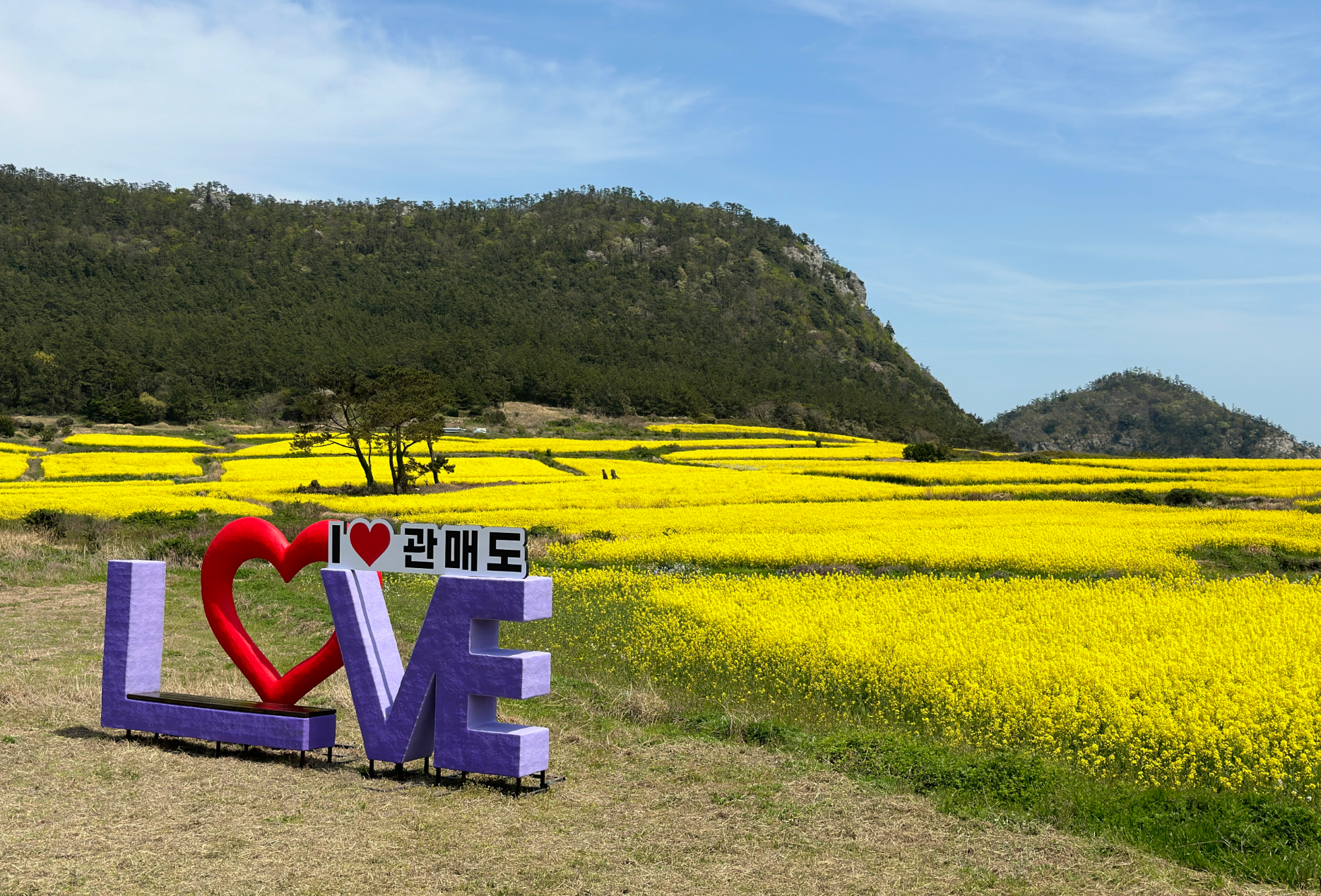 보배섬-유채꽃-축제-현장