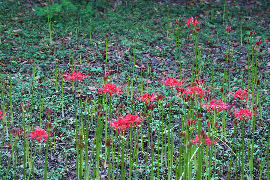 영광군 불갑산 상사화축제 2024