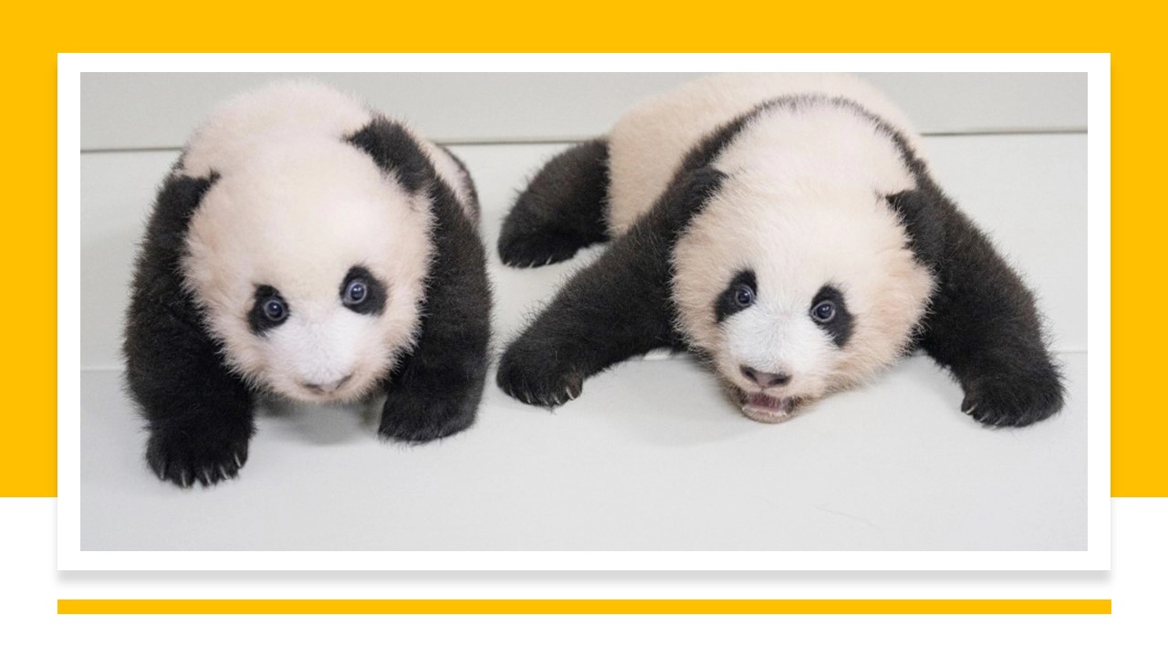 [푸바오와 할부지] 출연진. 푸바오의 쌍둥이 동생들.(출처-공식홈)