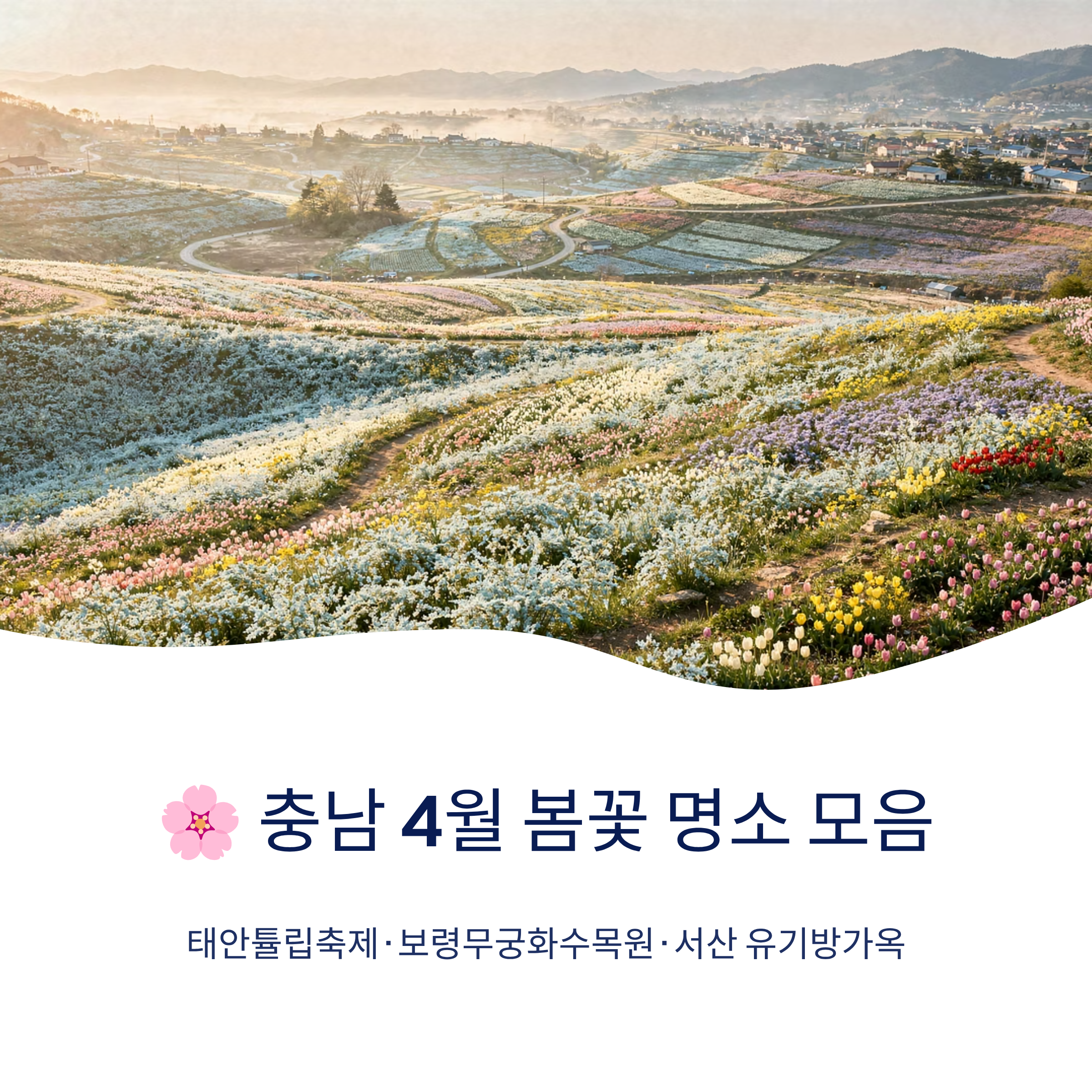 🌸 충남 4월 봄꽃명소 모음