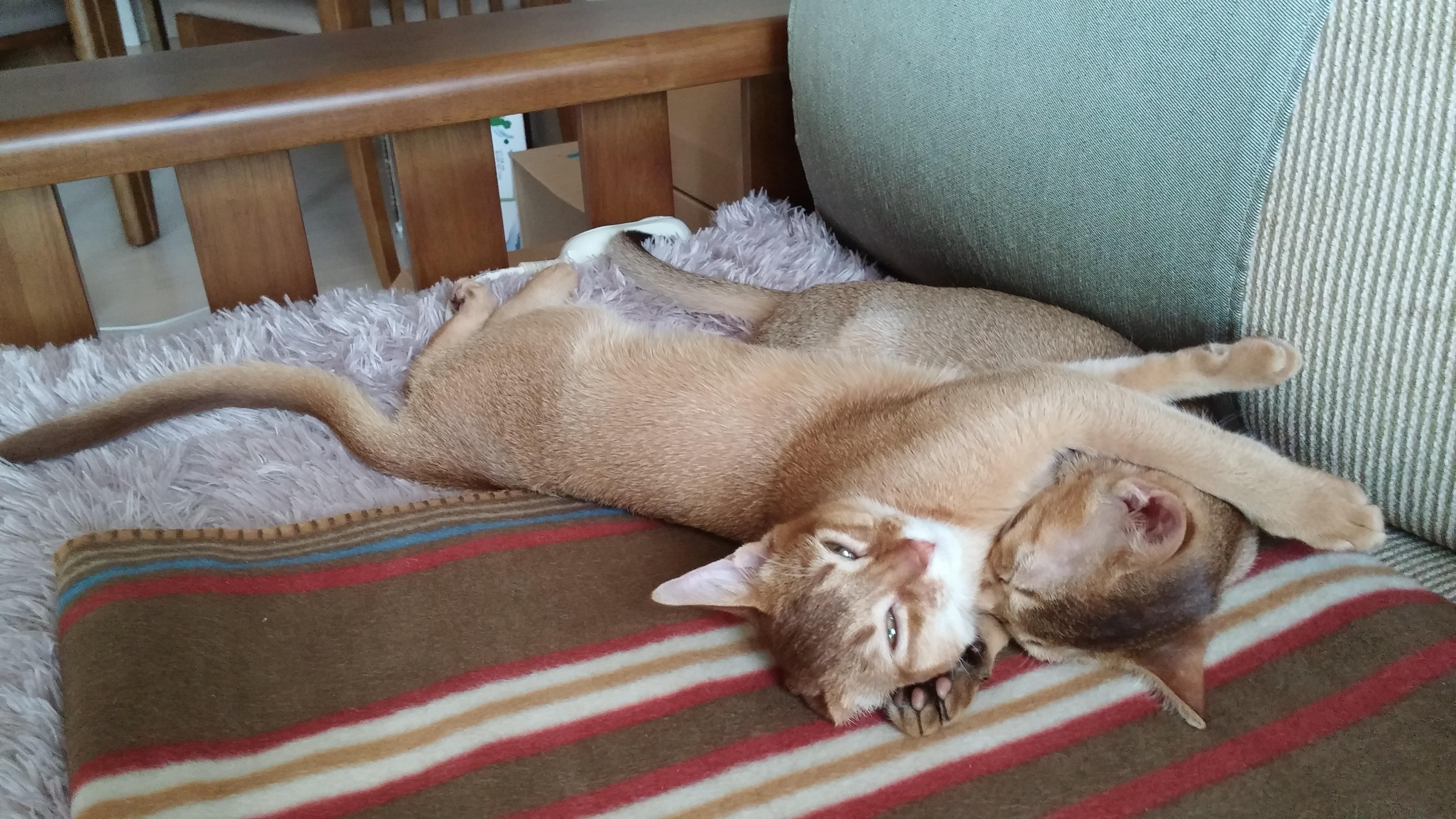 사이좋은 고양이들. 우리집 1호, 2호 공식 커플.